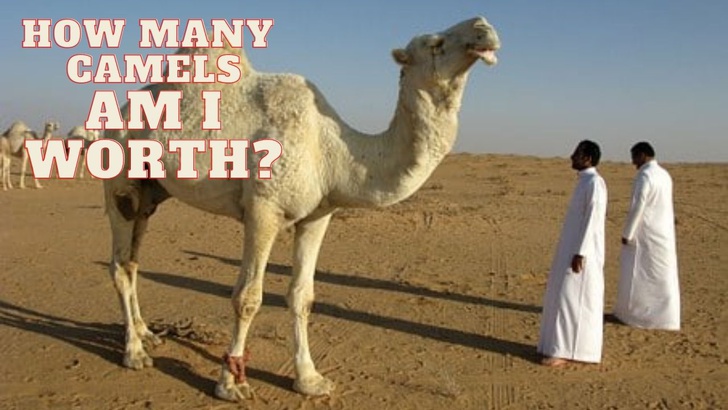 How many camels am I worth?